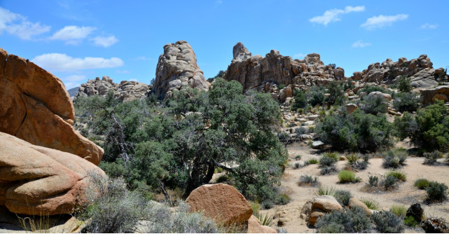 Joshua Tree National Park, mirajul desertului