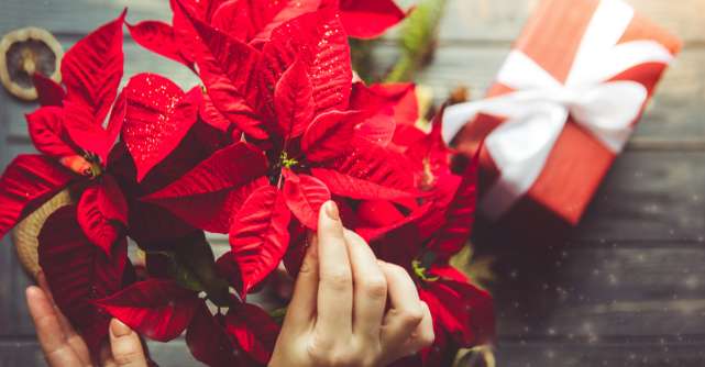 Crăciunița, floare de Sărbătoare: Tot ce trebuie să știi despre această plantă 