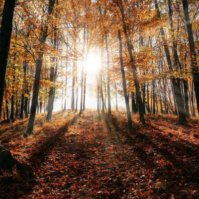 42 de citate despre toamnă