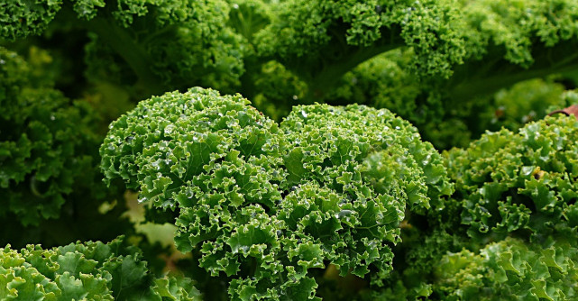 Un efect major al consumului de varza kale, conform unui nutritionist