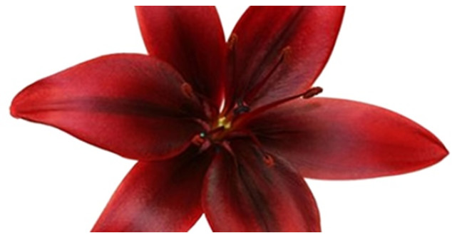 NOUA UNSPE și OSCAR colaborează pentru prima dată și lansează ANGELINA JOLIE