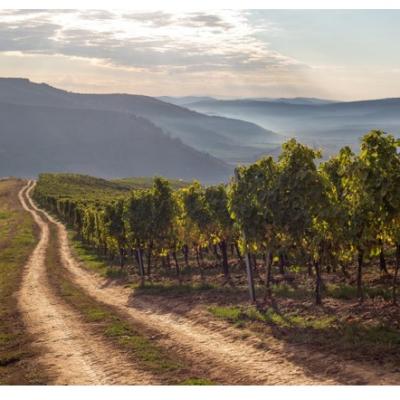Liliac, crama butic din Transilvania unde vizitatorii se pot caza în cele 38 de hectare în mijlocul viei 