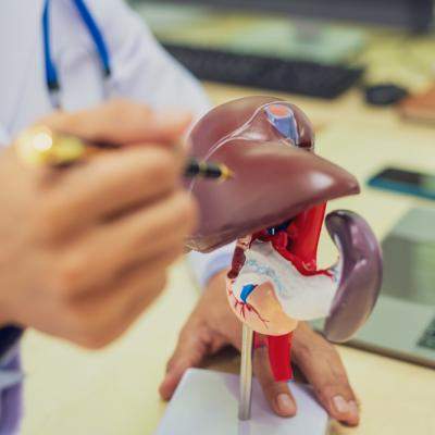 Ficatul poate avea probleme fără să te doară: analizele care arată cum funcționează și ce înseamnă TGO, TGP și GGT