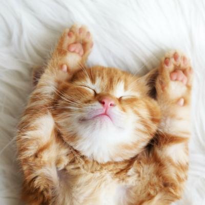 Ce beneficii iti aduce torsul pisicii?