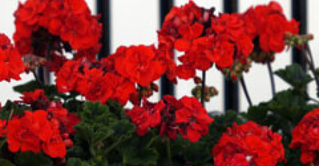 Top 3 flori de apartament