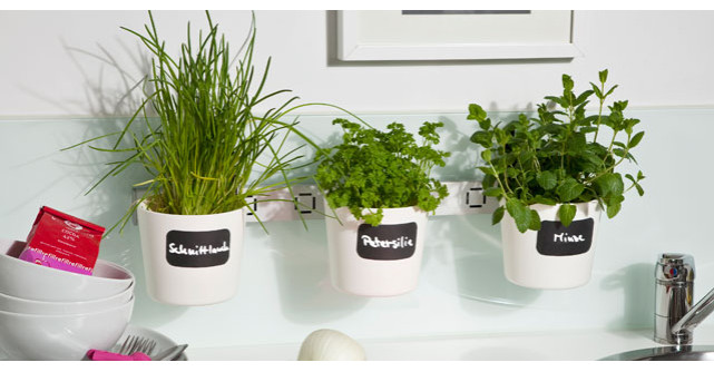 5 greseli pe care le faci in cresterea plantelor aromatice