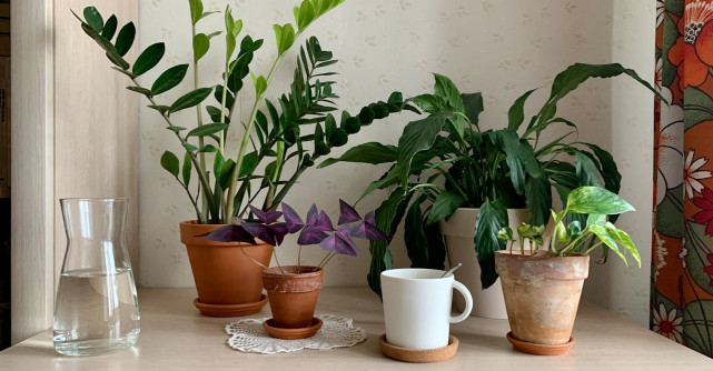 Ingredientul secret din bucătărie care poate fi cel mai bun și ieftin îngrășământ pentru plantele tale!