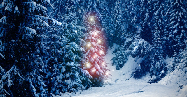 Minunata poveste a bradului de Craciun
