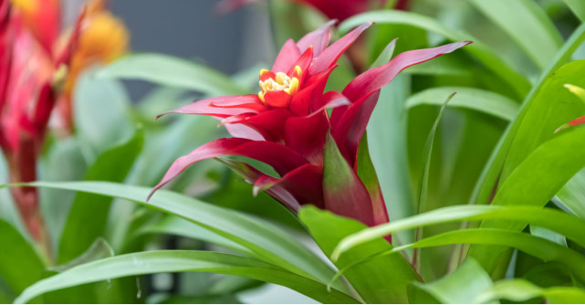 Cum se îngijește Guzmania: Tot ce trebuie să știi