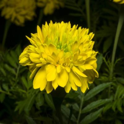 Cat de eficienta este, de fapt, crema de GALBENELE?