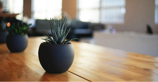 7 ghivece ornamentate în teme deosebite pentru decorațiuni jucăușe