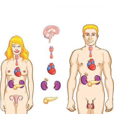 Hipotiroidismul si tiroidita Hashimoto