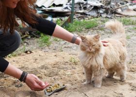 Asociația Kola Kariola sare în ajutorul animalelor afectate de explozia din Rahova: „Putem oferi sprijin medical imediat”