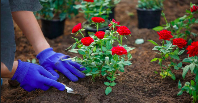 Ghid complet pentru plantarea trandafirilor de grădină pe timpul verii