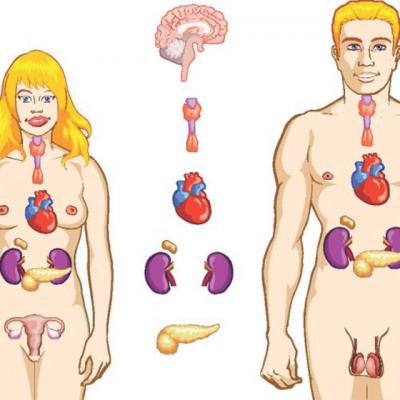 Suplimente alimentare pentru TIROIDA