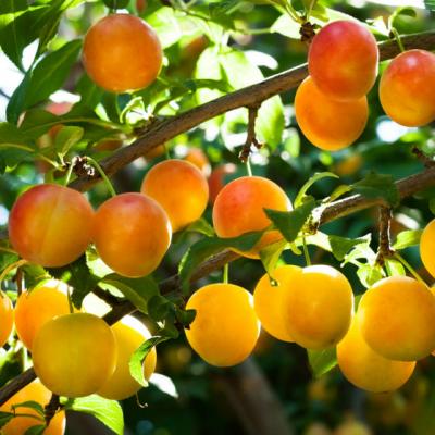 Efectele miraculoase ale corcoduselor pentru sanatate. Cum trebuie sa le mananci