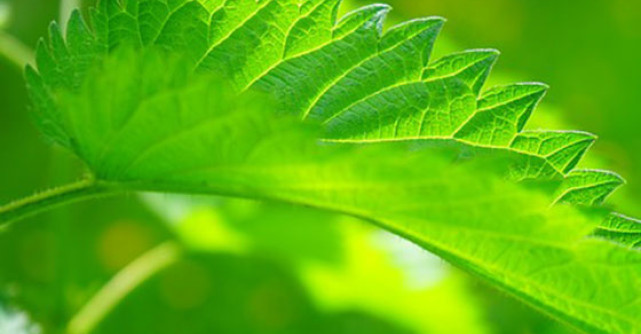 ELIXIRUL primaverii: urzica si beneficiile sale