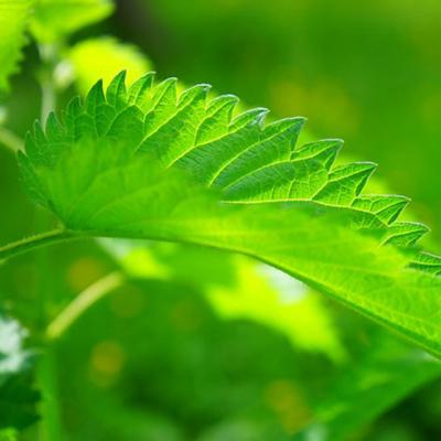 ELIXIRUL primaverii: urzica si beneficiile sale