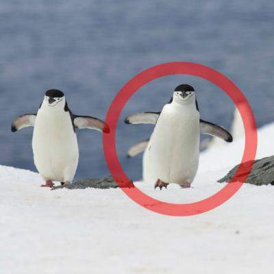 Video: Pinguinul care se bucura de venirea sarbatorilor. Fericirea lui este molipsitoare