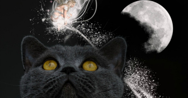 Pisica, animalul magic care iti protejeaza sufletul si casa de energiile negative