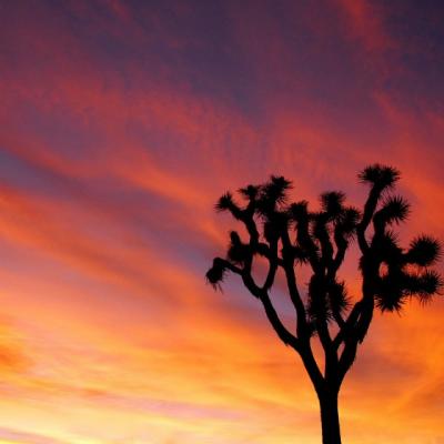 Copacul singur din desert, o pilda despre viata