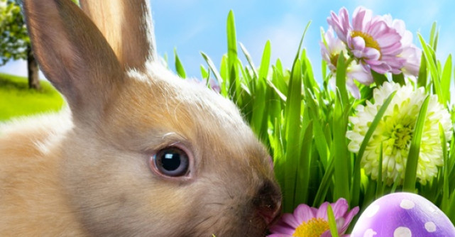 Astrologie: Horoscopul Iepurasului