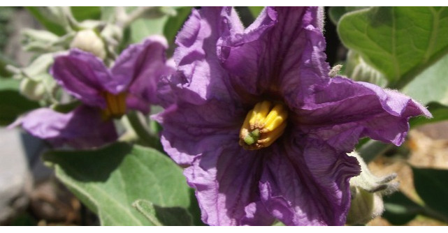 Este oficial cea mai sanatoasa legume din lume. Cum trebuie preparata