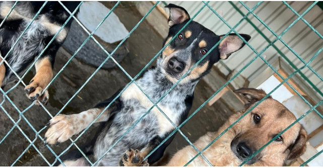 Adoptă un suflet, schimbă o viață: Cum poți oferi o a doua șansă animalelor de la All Souls Rescue Center