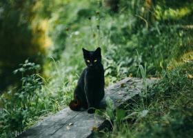 5 superstiții despre pisicile negre: între teamă, magie și protecție