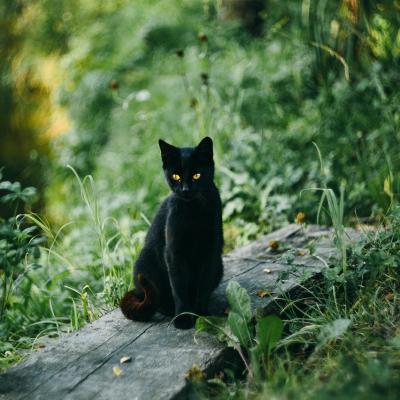 5 superstiții despre pisicile negre: între teamă, magie și protecție