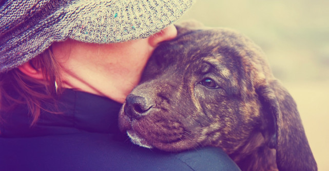 Când celebritățile vorbesc despre câini