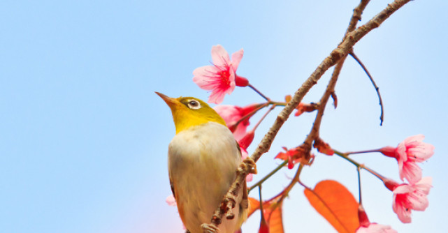 Horoscopul Zen-Osho al Primaverii 2014