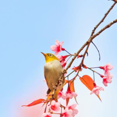 Horoscopul Zen-Osho al Primaverii 2014