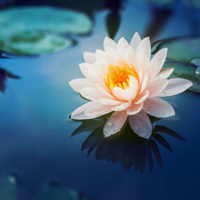 6 Reguli de VIATA pentru 2017 de la LEWIS HOWES