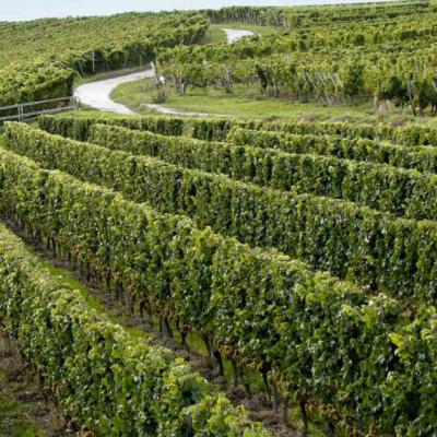 Cel mai bun vin alb din lume ajunge în România