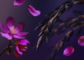 RITUALS TRANSFORMĂ EDIȚIA LIMITATĂ BESTSELLER THE RITUAL OF YOZAKURA ÎNTR-O COLECȚIE PERMANENTĂ