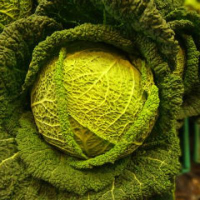 Beneficiile medicinale ale consumului de varza alba