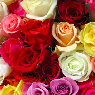 Trandafirii - Mesagerii colorați ai sentimentelor la zilele de naștere