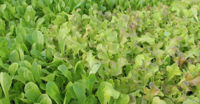 Ce este laptuca, cea mai misterioasa planta a primaverii