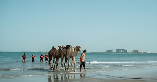 Înotul alături de cămilele în Ras Al Khaimah sau cum să integrezi tradițiile în turism