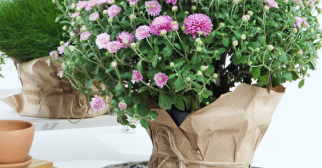 Crizantemele, cele mai iubite plante de toamna