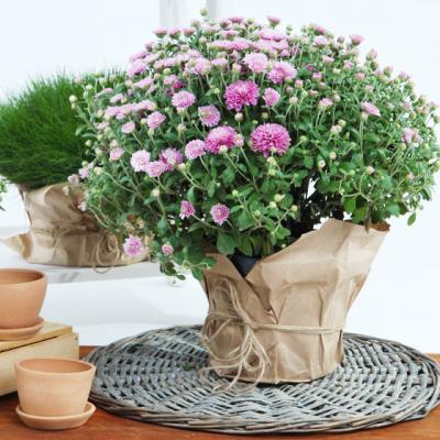 Crizantemele, cele mai iubite plante de toamna