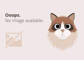 Împletitură coadă de peste lejeră