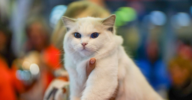 Mustățile care simt vibrațiile din aer: lumea unică a pisicilor, explicată de experții ROYAL CANIN