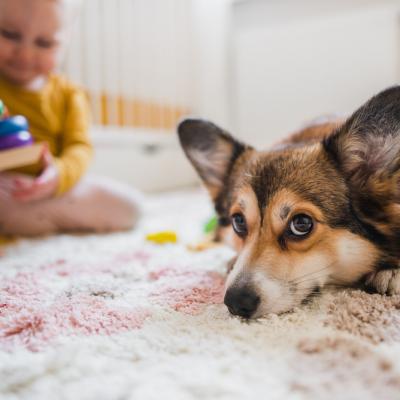 Animalul tău de companie are nevoie de sfatul medicului veterinar înainte să îi aplici un tratament antiparazitar