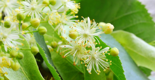 Care este cel mai bun moment pentru culegerea florilor de tei. Cum să le consumi corect?