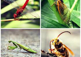 Astrologie: Zodiacul antic al insectelor