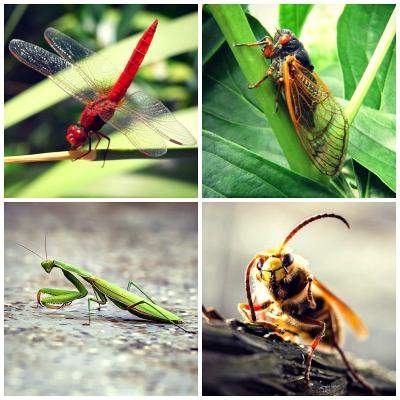 Astrologie: Zodiacul antic al insectelor 