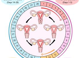 Fazele ciclului menstrual - Cum îți dai seama când ești în faza luteală sau fază foliculară