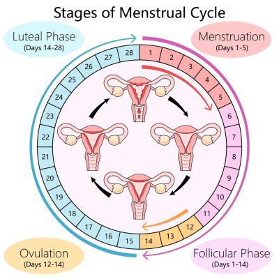 Fazele ciclului menstrual - Cum îți dai seama când ești în faza luteală sau fază foliculară